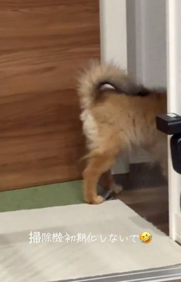 立ち去るナッツちゃん