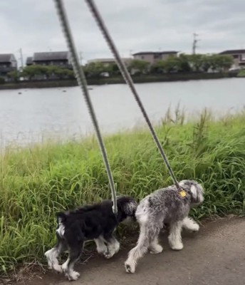 2匹で散歩