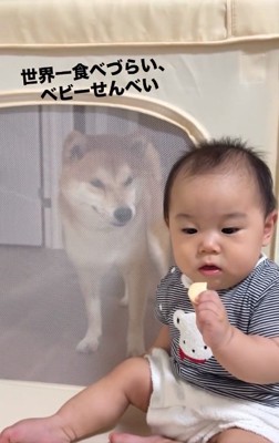 おせんべいを目で追うあめまるくん