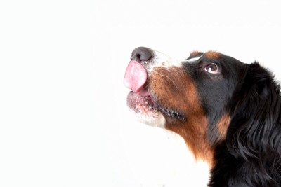 満足げな犬