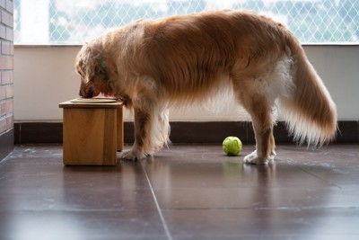 テーブルでごはんを食べる犬