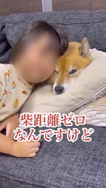 柴犬の顔に頬をくっつける女の子