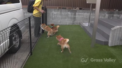 大はしゃぎの2匹