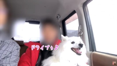 ご機嫌なぽてちゃん