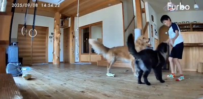 熱めのナデナデ!