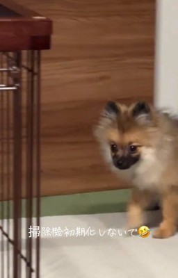 再び登場のナッツちゃん