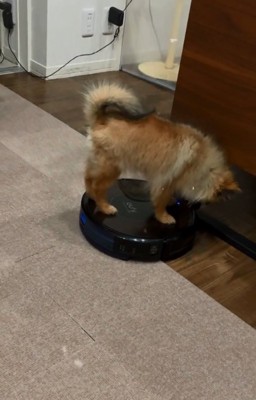 再び乗るナッツちゃん