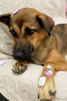 「これ本当に可愛いの…?」