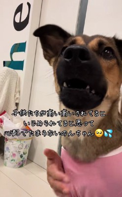 「パパ…早く降ろしてあげて!」