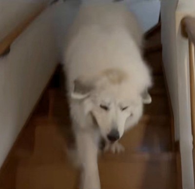 目を細めながら必死に階段を降りる犬