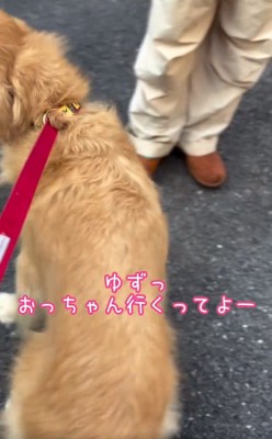 声を掛ける飼い主さん