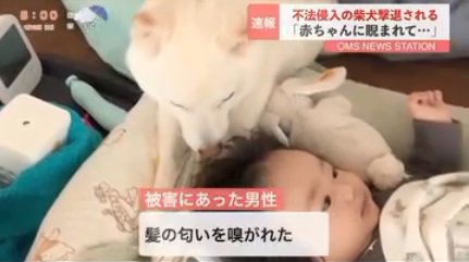 髪の匂いを嗅ぐおまめくん