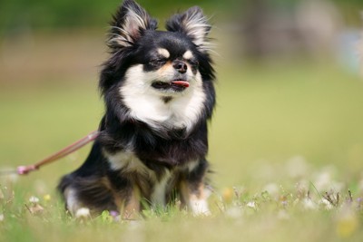 散歩中、座るチワワ