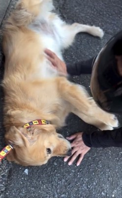 お腹を撫でられるゆずくん