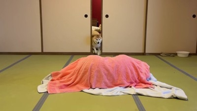 らんまるくんが突撃！！