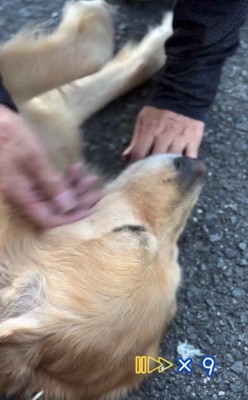 ずっと撫でられるゆずくん