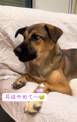 「耳はやめてね~」