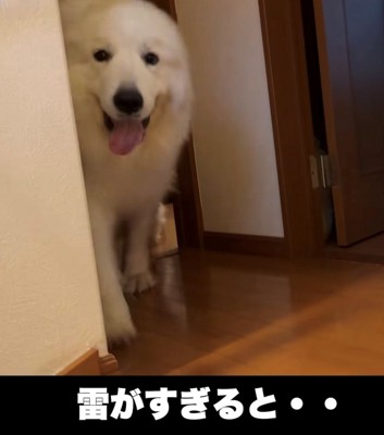部屋から出てくる犬