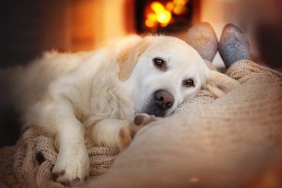 暖炉の火の前でくつろぐ犬