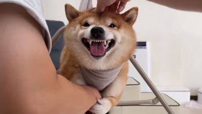 パパの腕にしがみつくうにくん