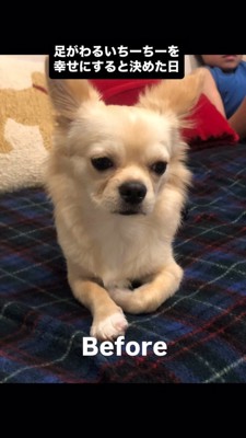 不安そうに俯くチワワ