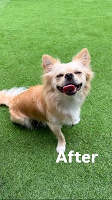 目を細めて笑うチワワ