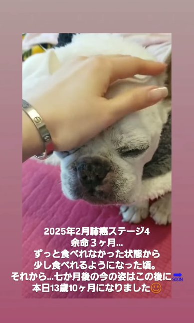 女性に撫でられながら元気がなさそうなフレンチブルドッグ