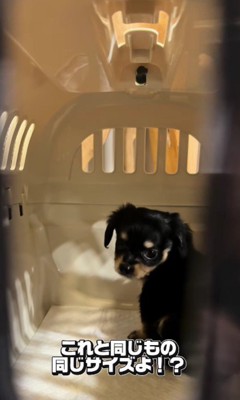 お迎え直後のいなりちゃん