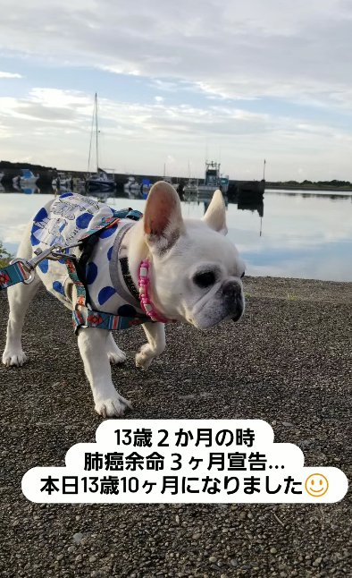 水辺を歩くフレンチブルドッグ