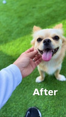 笑顔のチワワ、ほっぺをつままれる