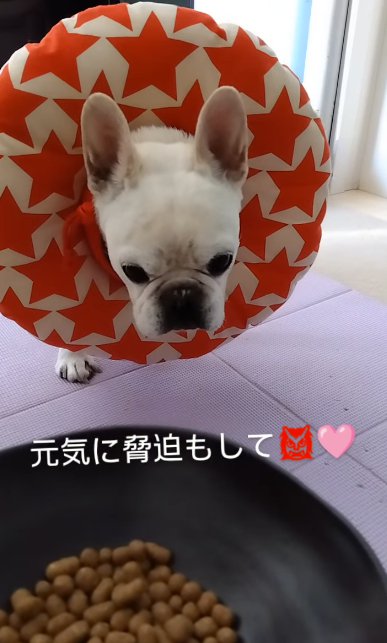 ご飯を前に真剣な表情のフレンチブルドッグ