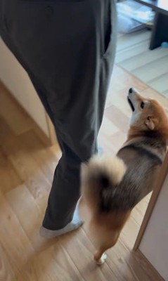 大好きなおじさんが来た時のはちちゃん8