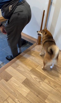 大好きなおじさんが来た時のはちちゃん