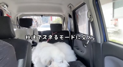 スネちゃった!