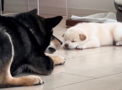 子犬と目線を合わせるように伏せる犬