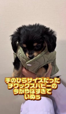 手のひらサイズのいなりちゃん