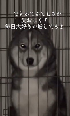 はまちちゃんの成長記録9