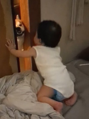 赤ちゃんがいる部屋に入ろうとする柴犬