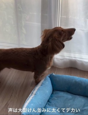 吠えるエールくん