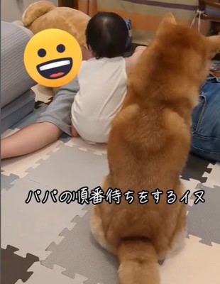 飼い主の取り合いをする赤ちゃんと柴犬