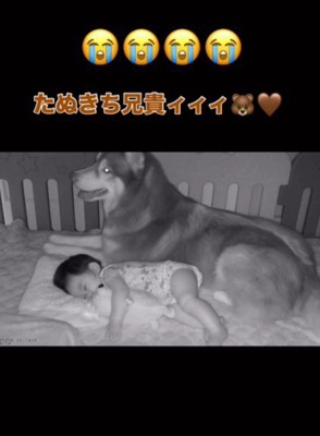 たぬきちちゃんがやってきた!!