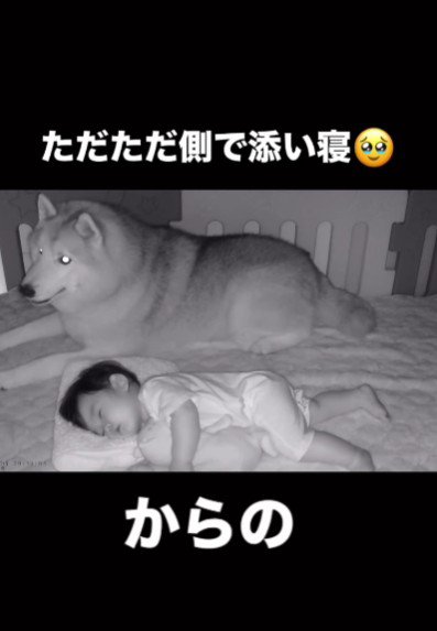 静かに寄り添うおじクマちゃん