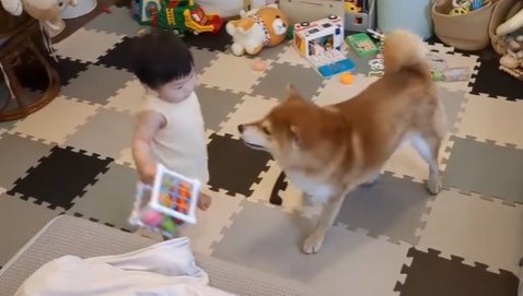 遊ぶ赤ちゃんと柴犬