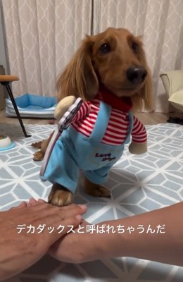 デカダックスのエールくん