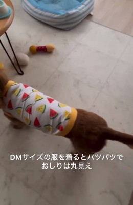 洋服を着たエールくん