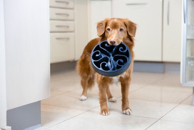 空のお皿を咥えている犬