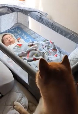 赤ちゃんを見つめる柴犬