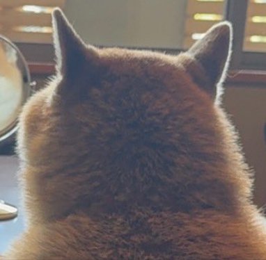 もちもち