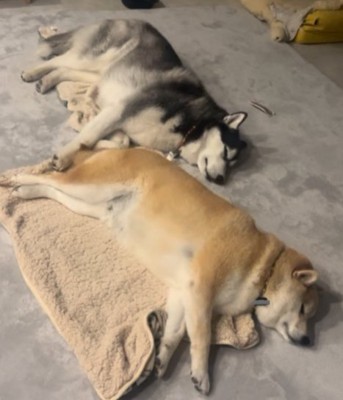 ハスキー