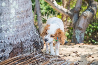 木のにおいを嗅ぐ犬